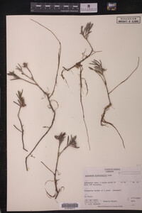 Andromeda glaucophylla image