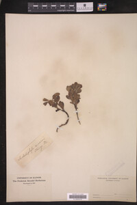 Arctostaphylos uva-ursi image