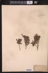 Arctostaphylos uva-ursi image