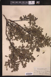 Arctostaphylos uva-ursi image