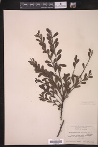 Arctostaphylos uva-ursi image