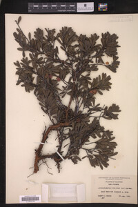 Arctostaphylos uva-ursi image