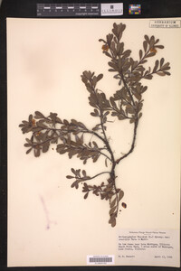 Arctostaphylos uva-ursi image