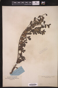 Arctostaphylos uva-ursi image