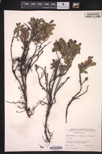 Arctostaphylos uva-ursi image