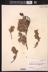 Arctostaphylos uva-ursi image