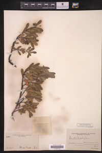 Arctostaphylos uva-ursi image