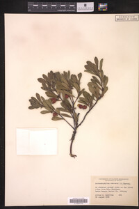 Arctostaphylos uva-ursi image