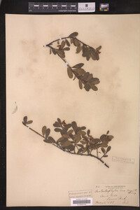 Arctostaphylos uva-ursi image