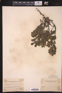 Arctostaphylos uva-ursi image