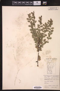 Arctostaphylos uva-ursi image
