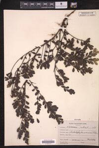 Arctostaphylos uva-ursi image
