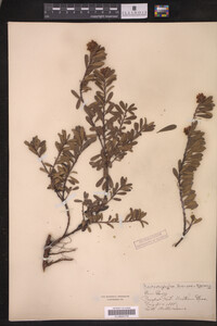 Arctostaphylos uva-ursi image