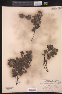 Arctostaphylos uva-ursi image
