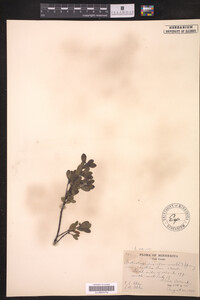 Arctostaphylos uva-ursi image