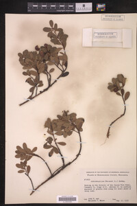 Image Associated With the Occurrence