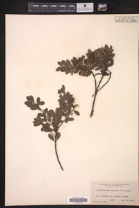Arctostaphylos uva-ursi image