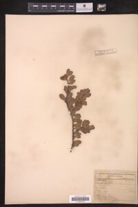 Arctostaphylos uva-ursi image