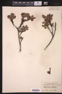 Arctostaphylos uva-ursi image