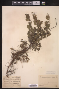 Image Associated With the Occurrence
