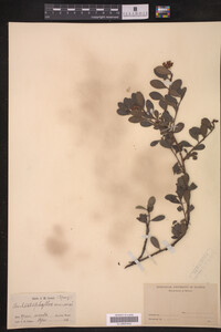 Arctostaphylos uva-ursi image