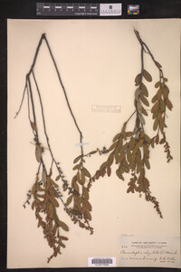 Chamaedaphne calyculata image