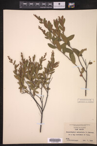 Chamaedaphne calyculata image