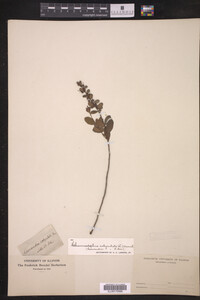 Chamaedaphne calyculata image