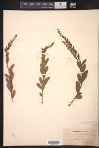 Chamaedaphne calyculata image