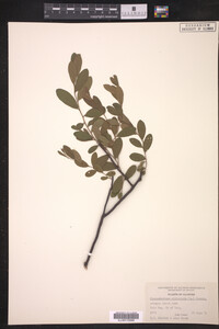 Chamaedaphne calyculata image