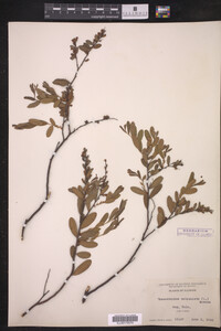 Chamaedaphne calyculata image