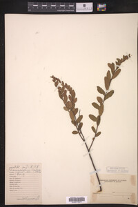 Chamaedaphne calyculata image