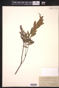 Chamaedaphne calyculata image