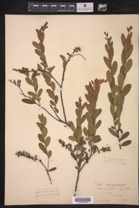 Chamaedaphne calyculata image