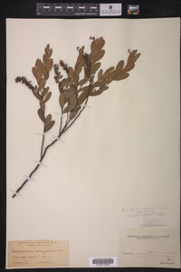 Chamaedaphne calyculata image