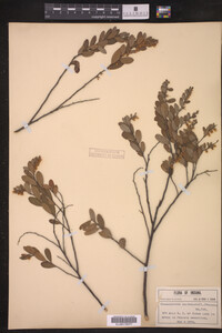 Chamaedaphne calyculata image
