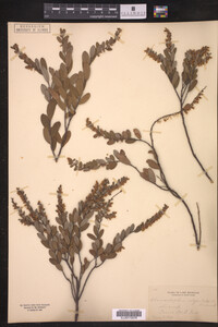 Chamaedaphne calyculata image