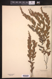 Chamaedaphne calyculata image