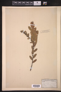 Chamaedaphne calyculata image