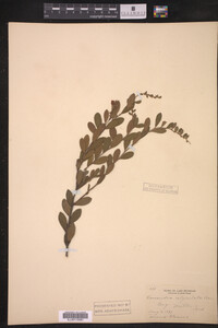 Chamaedaphne calyculata image