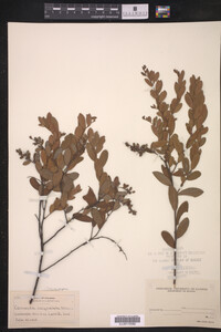 Chamaedaphne calyculata image