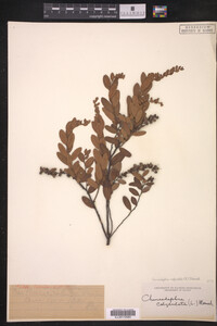 Chamaedaphne calyculata image
