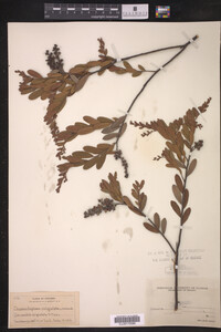 Chamaedaphne calyculata image