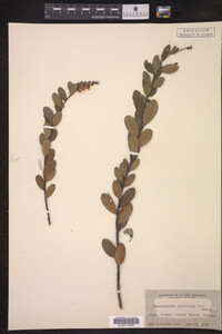 Chamaedaphne calyculata image