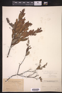 Chamaedaphne calyculata image