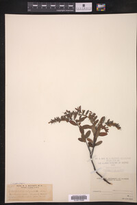 Chamaedaphne calyculata image