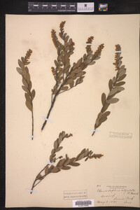 Chamaedaphne calyculata image