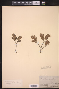 Chamaedaphne calyculata image