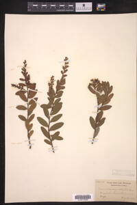 Chamaedaphne calyculata image