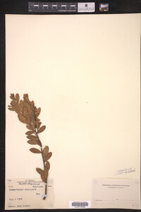 Chamaedaphne calyculata image